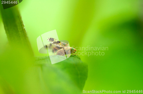 Image of Flies