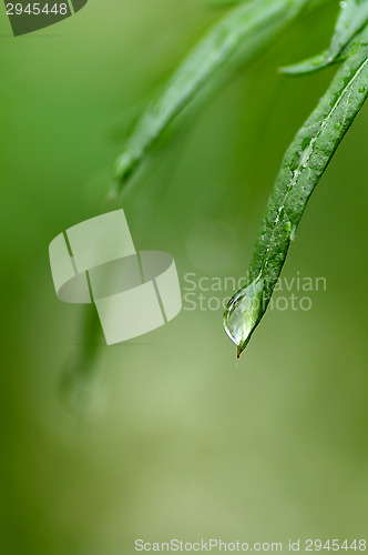Image of Water droplets