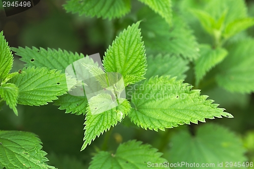 Image of Nettle