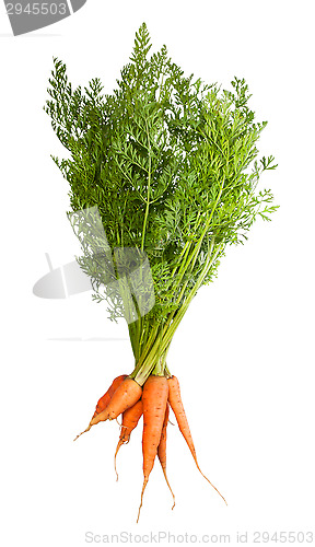 Image of Bunch Of Fresh Carrots With Green Tops