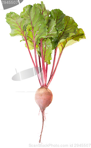 Image of One Beet Root