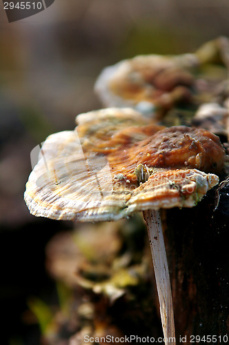 Image of Polypore