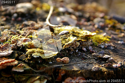 Image of Polypore