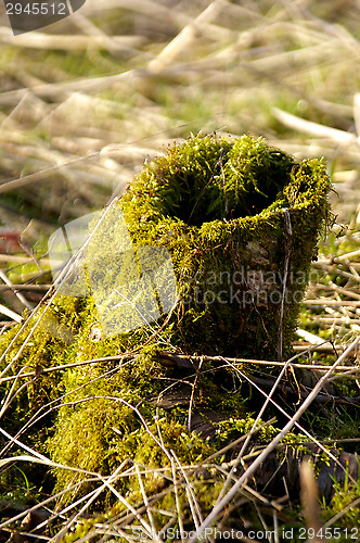 Image of Mossy