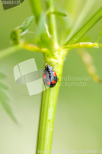 Image of Ladybug