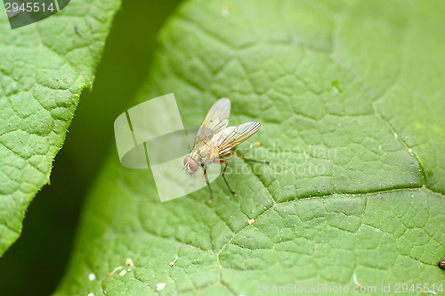Image of Fly
