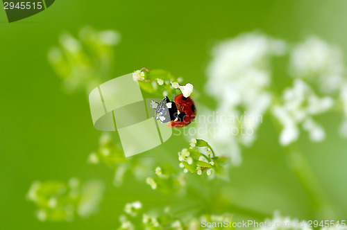 Image of Ladybug