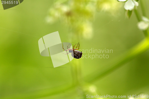 Image of Spider