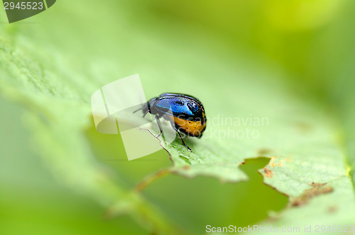 Image of St. John's Wort beetle