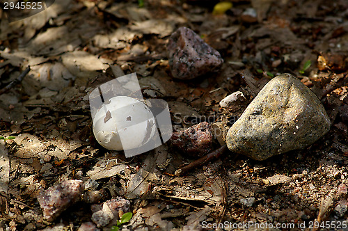 Image of Mushroom