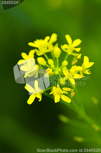 Image of Yellow flowers