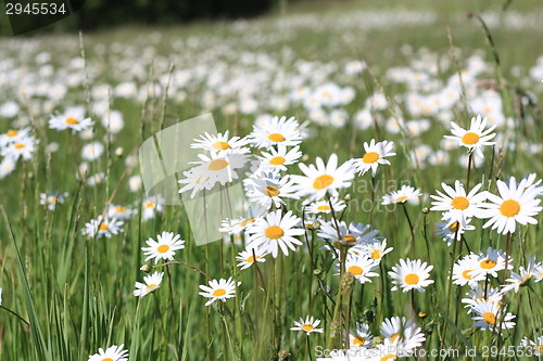Image of daisy field