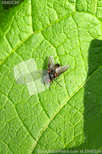 Image of Fly