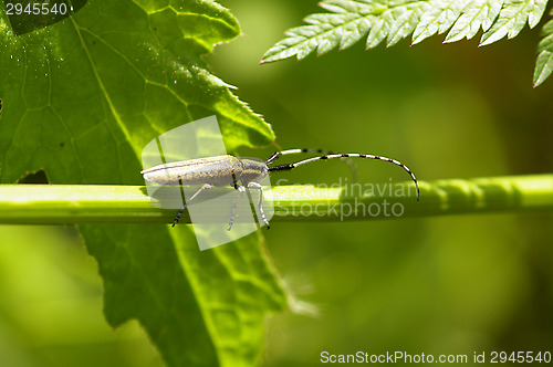 Image of Beetle