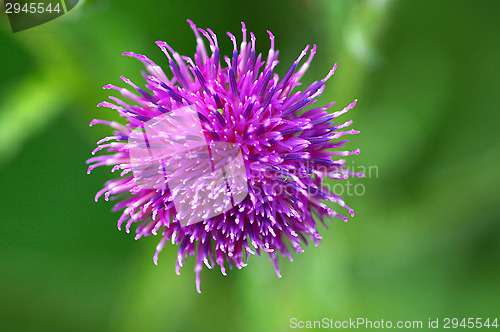 Image of Flower