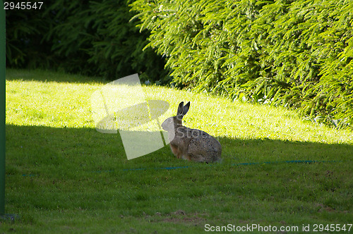 Image of Hare