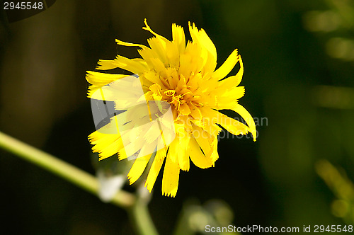 Image of Yellow flowers