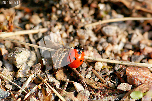 Image of Ladybug