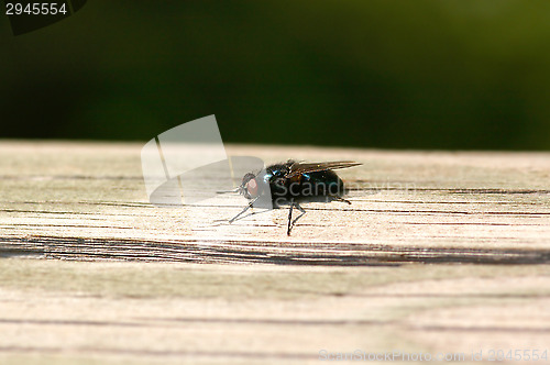 Image of Fly