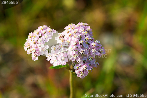 Image of Flowers