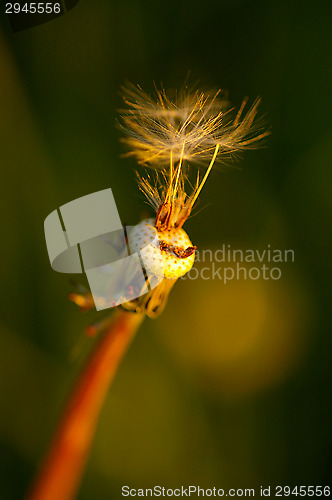 Image of Dandelion