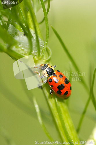 Image of Ladybug