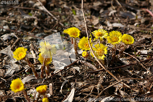 Image of Coltsfoot