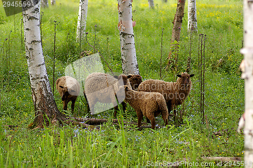 Image of Sheeps