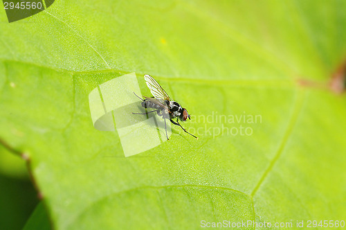 Image of Fly