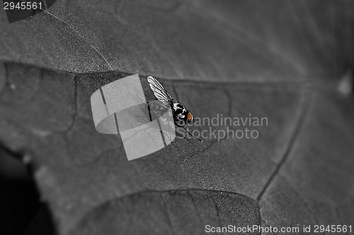 Image of Fly