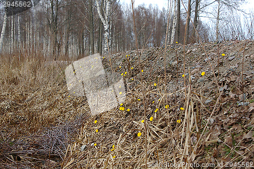 Image of Coltsfoot