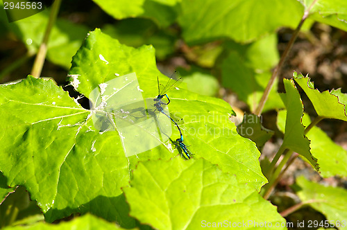 Image of Dragonflies