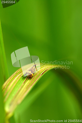 Image of Nemophora degeerella