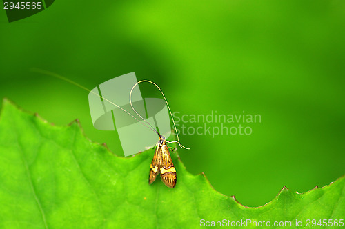 Image of Butterfly