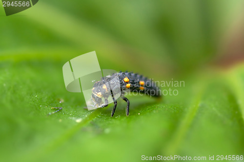 Image of Ladybug maggot