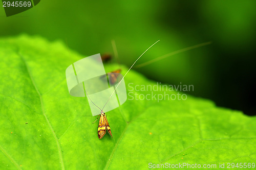 Image of Nemophora degeerella