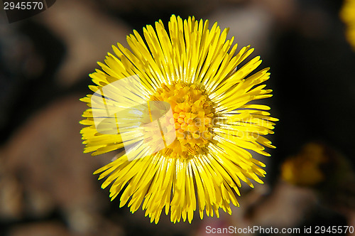 Image of Coltsfoot