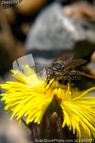 Image of Fly