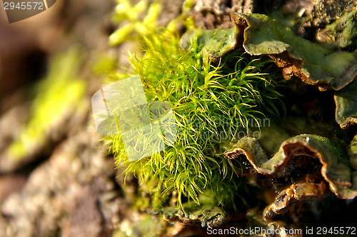 Image of Moss