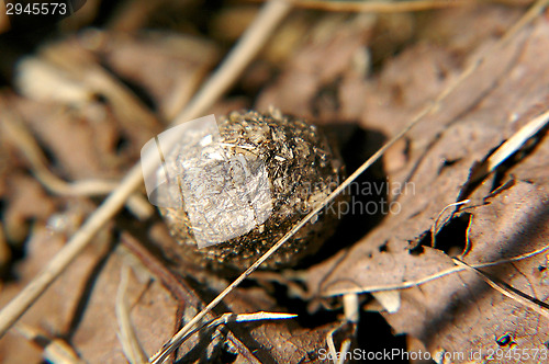 Image of Soil