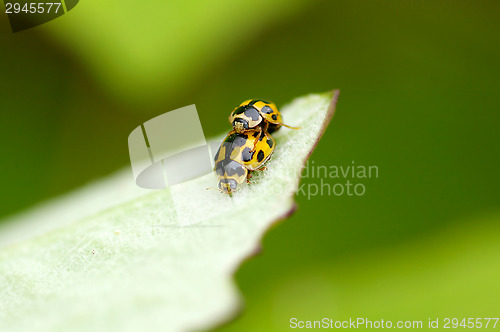 Image of Ladybugs mating