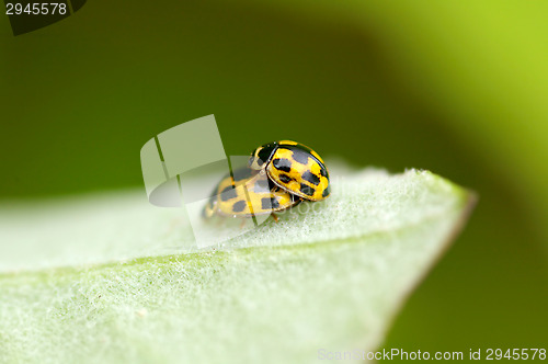 Image of Ladybugs mating