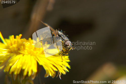 Image of Fly