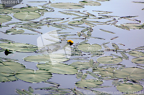 Image of Yellow waterlily