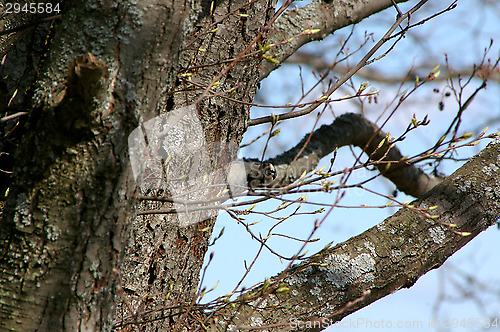 Image of Dendrocopos minor