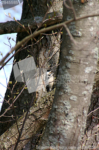 Image of Woodpecker