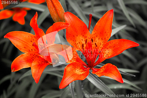 Image of Flowers