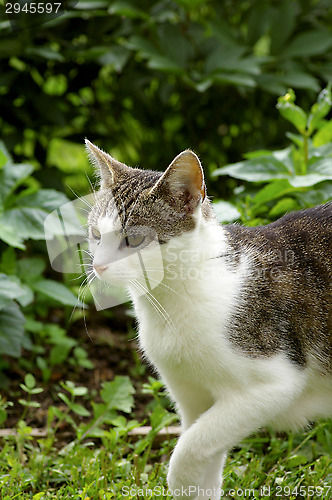 Image of Domestic cat