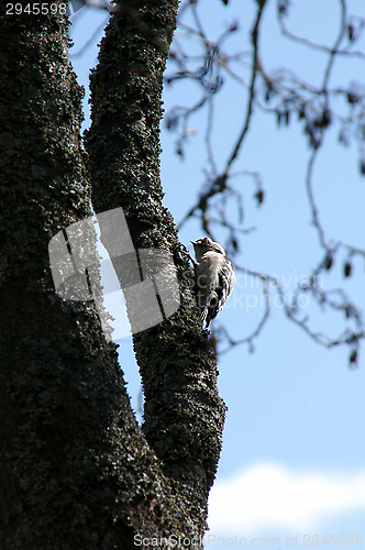 Image of Dendrocopos minor