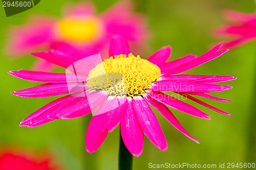 Image of Flowers